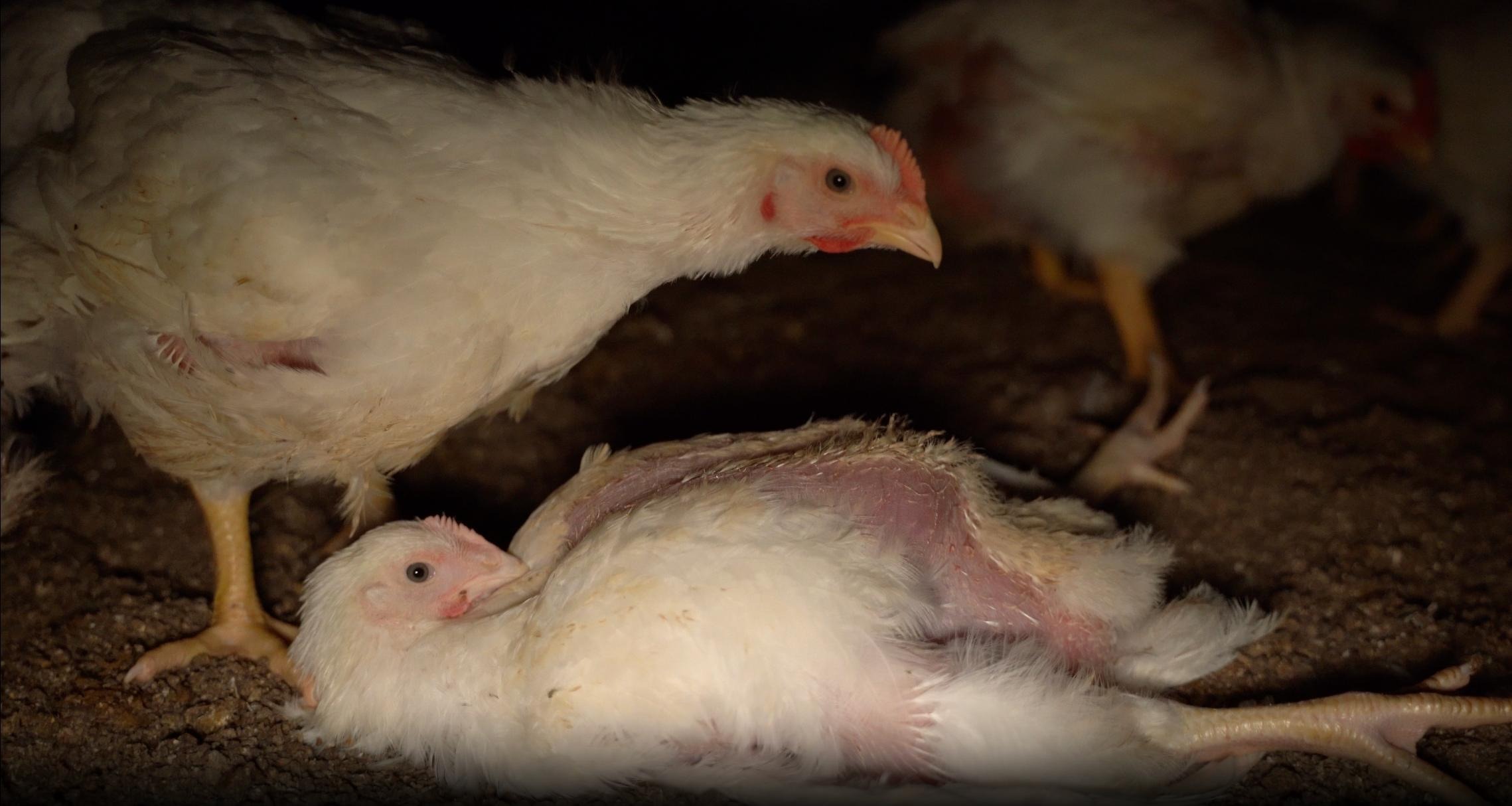 Petaluma Poultry chicken stuck on back