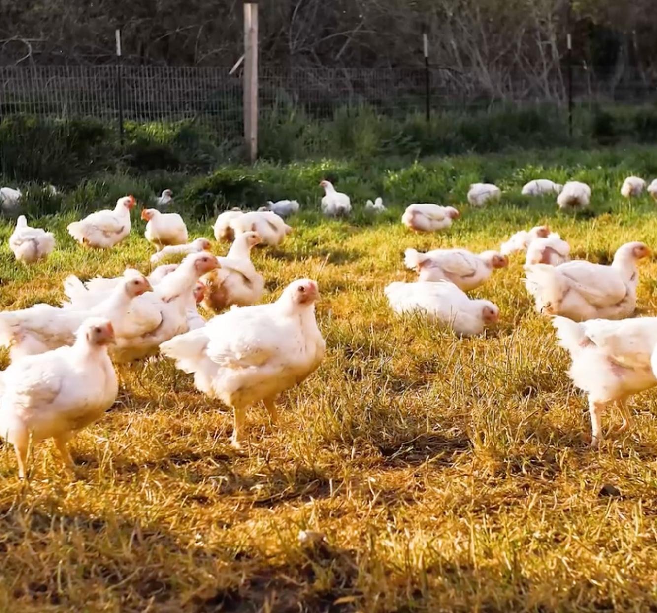 Petaluma Poultry false marketing